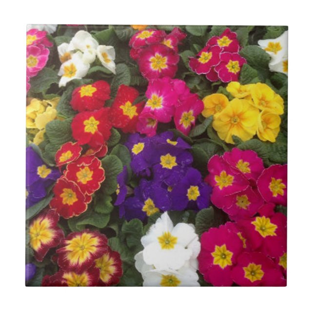 Vackra ljusa Polyanthus-blommor Kakelplatta (Framsidan)