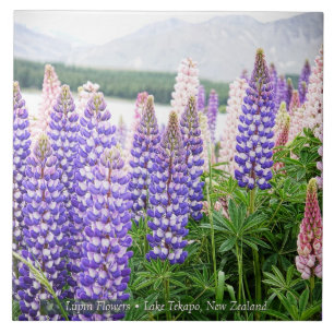 Vackra lupiner @ Lake Tekapo Nya Zeeland Kakelplatta