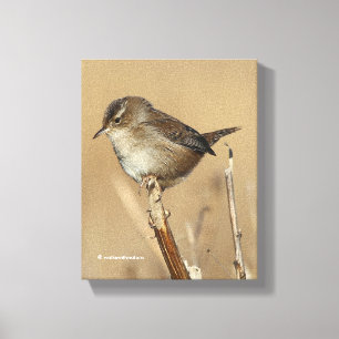 Vackra Marsh Wren Songbird i Marshes Canvastryck