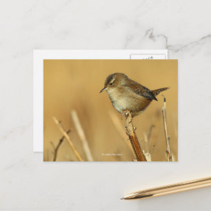 Vackra Marsh Wren Songbird i Reeds Vykort