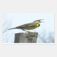 Vackra meadowlark med gult- och grått-märkning