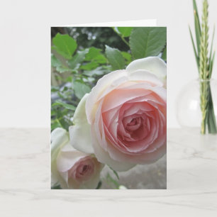 Vackra mjuka rosa Pierre De Ronsard Roskort Inbjudan