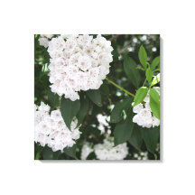 Vackra Mountain Laurel Vita Blommor