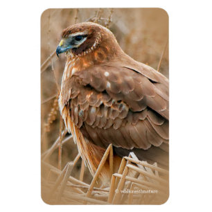 Vackra norra Harrier Hawk i marscherna Magnet