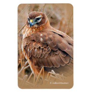 Vackra norra Harrier Hawk i marscherna Magnet
