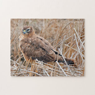 Vackra norra Harrier Hawk i marscherna Pussel