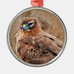 Vackra norra Harrier Hawk i Marsh Julgransprydnad Metall