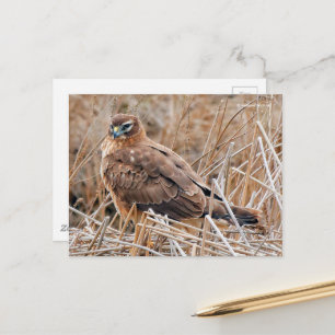Vackra norra Harrier Hawk i Marshes Vykort