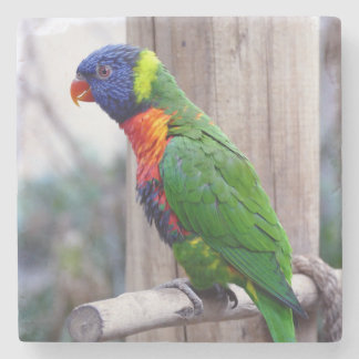 Vackra och färgstarka papegoja stenunderlägg