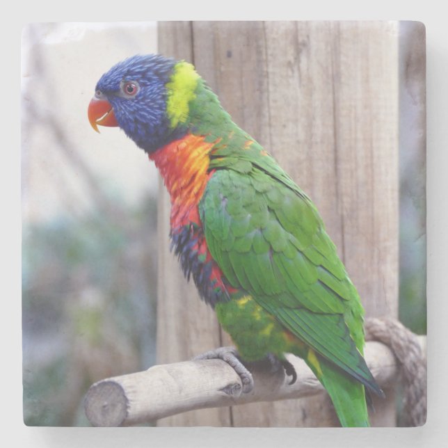 Vackra och färgstarka papegoja stenunderlägg (Framsidan)