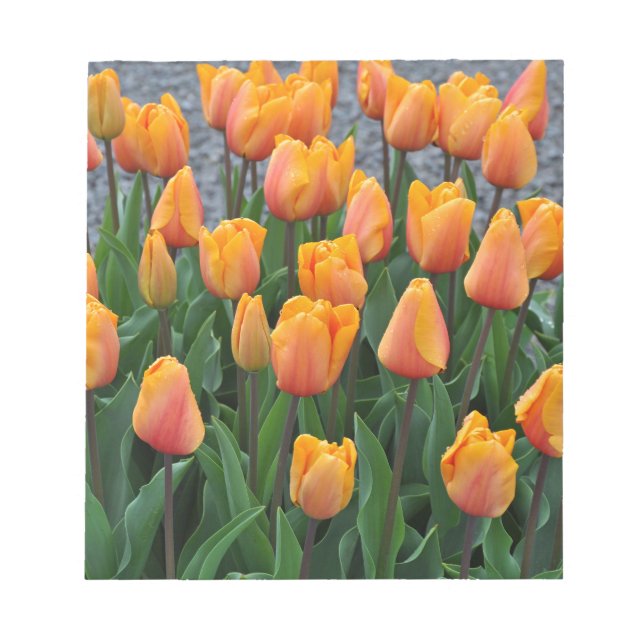 Vackra orangar anteckningsblock (Framsida)