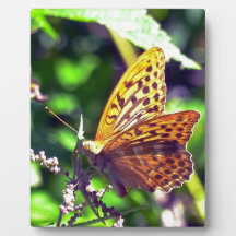 Vackra Orangar och svartfläckad fjäril