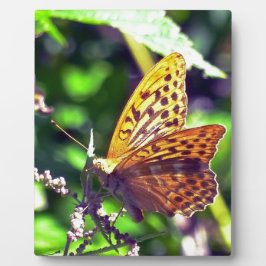 Vackra Orangar och svartfläckad fjäril