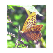 Vackra Orangar och svartfläckad fjäril