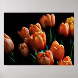 Vackra Orange Tulips på Black Poster