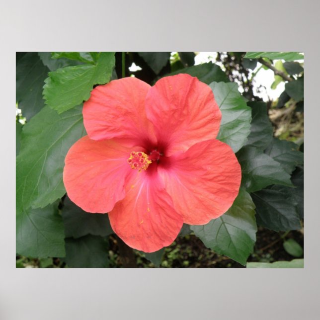 Vackra Orangen Hibiscus Poster (Framsidan)
