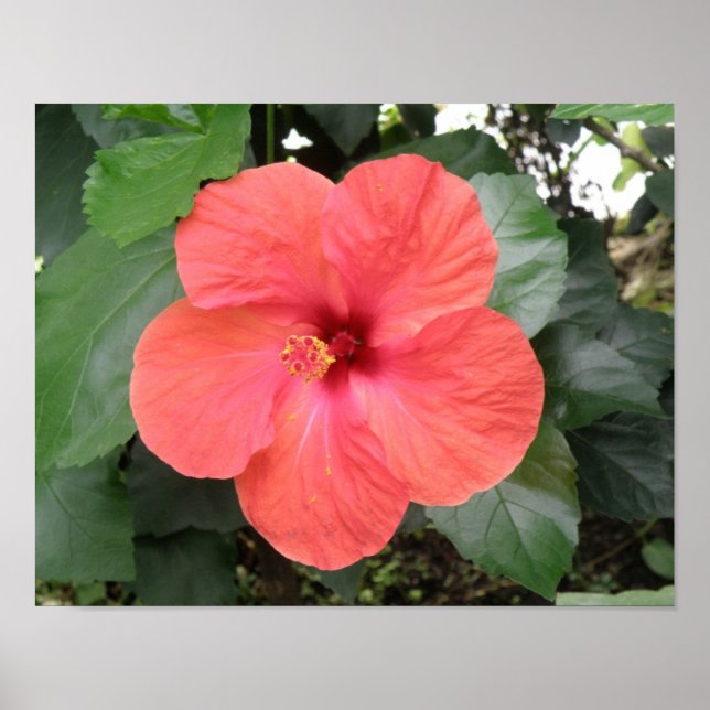 Vackra Orangen Hibiscus Poster (Framsidan)