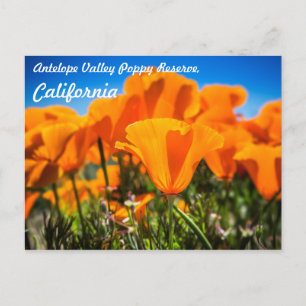 Vackra Orangen Poppy Flowers i Fält Vykort