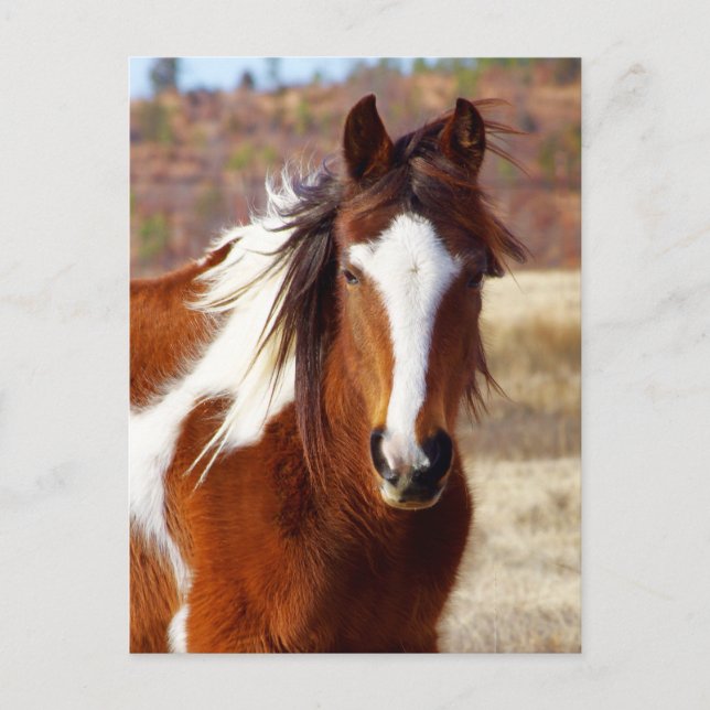 Vackra Paint Horse Postkort Vykort (Framsida)
