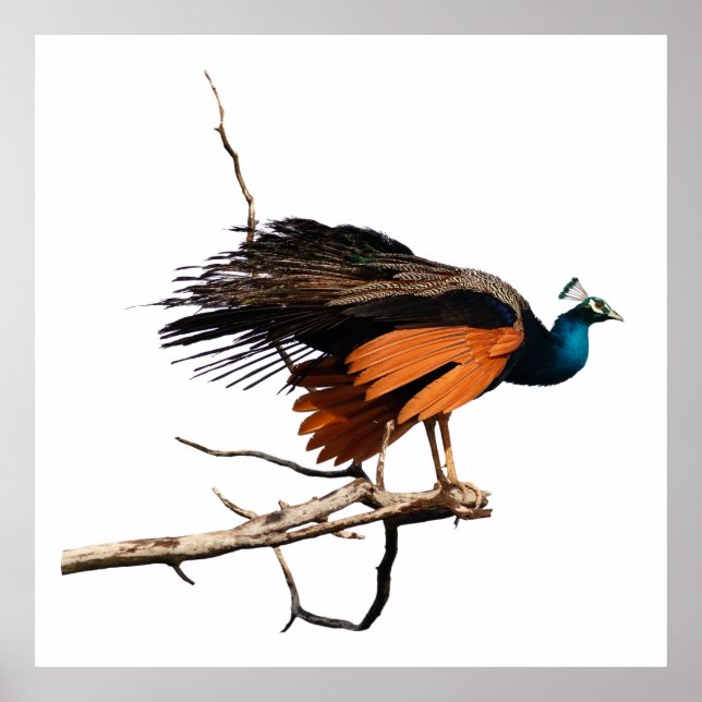 Vackra påsar i gren poster (Framsidan)