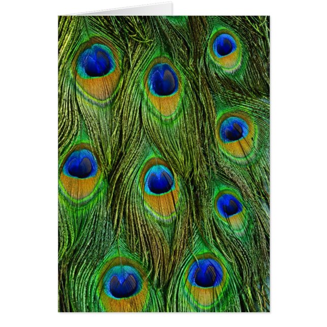 Vackra Peacock Feathers Hälsningskort (Framsidan)