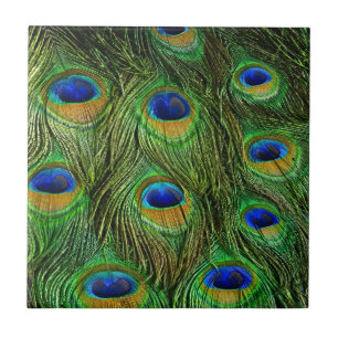 Vackra Peacock Feathers Kakelplatta