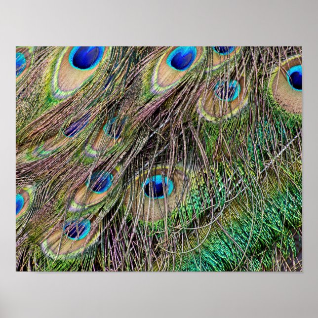 Vackra Peacock Feathers Poster (Framsidan)