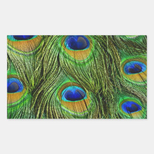 Vackra Peacock Feathers Rektangulärt Klistermärke