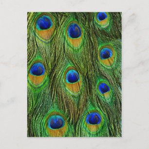 Vackra Peacock Feathers Vykort