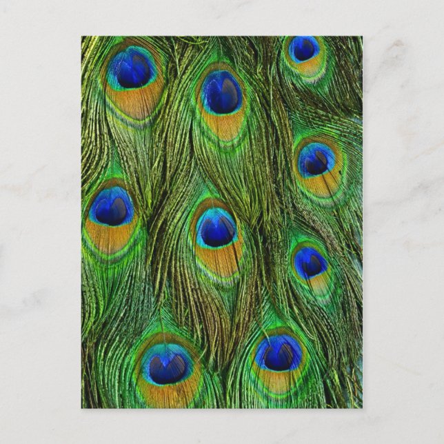 Vackra Peacock Feathers Vykort (Framsida)
