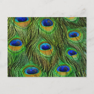 Vackra Peacock Feathers Vykort
