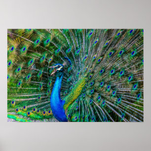 Vackra Peacock med Svan Feathers Open Poster