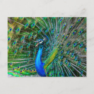 Vackra Peacock med Svan Feathers öppna Vykort