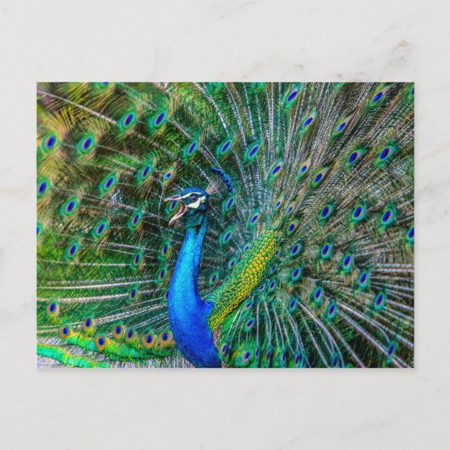 Vackra Peacock med Svan Feathers öppna Vykort (Framsida)