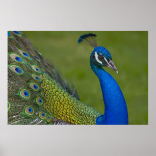 Vackra Peacock Poster