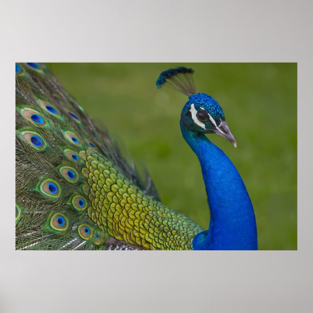Vackra Peacock Poster (Framsidan)