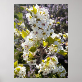 Vackra Pear Träd Blommar-Blomsterträdgården Poster