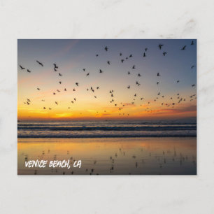 Vackra pelicans at Sunset - Venice Beach, CA Vykort