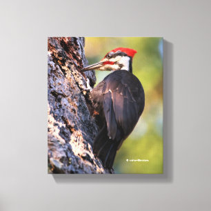 Vackra Pileated Woodpecker på Träd Canvastryck