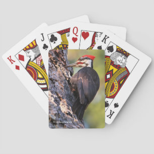 Vackra Pileated Woodpecker på Träd Casinokort