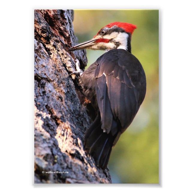 Vackra Pileated Woodpecker på Träd Fototryck (Framsidan)