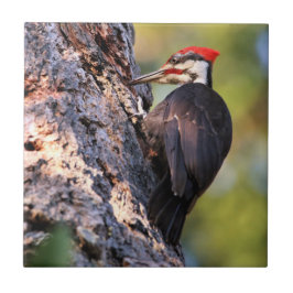 Vackra Pileated Woodpecker på Träd Kakelplatta