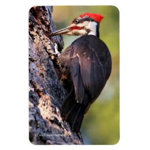 Vackra Pileated Woodpecker på Träd Magnet