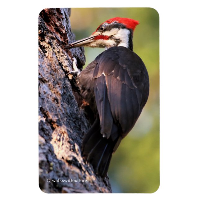 Vackra Pileated Woodpecker på Träd Magnet (Vertikal)
