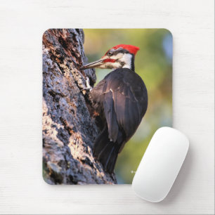 Vackra Pileated Woodpecker på Träd Musmatta
