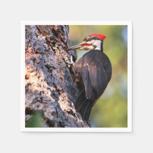 Vackra Pileated Woodpecker på Träd Pappersservett