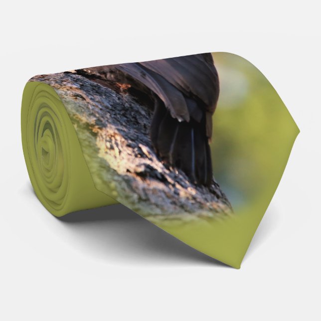 Vackra Pileated Woodpecker på Träd Slips (Rullad)