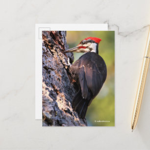 Vackra Pileated Woodpecker på Träd Vykort
