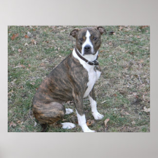 Vackra pitbull boxer, blandade raser poster