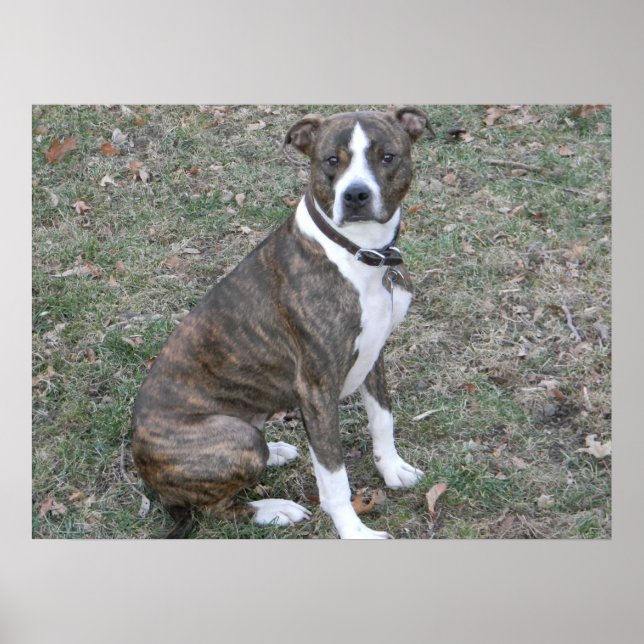 Vackra pitbull boxer, blandade raser poster (Framsidan)